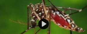 CHIKUNGUNYA VIRUS FOUND IN South, NJ RESIDENTS CHIKUNGUNYA VIRUS FOUND IN South, NJ RESIDENTS